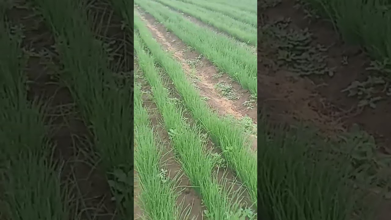 Transplanting Onions for Dec market 