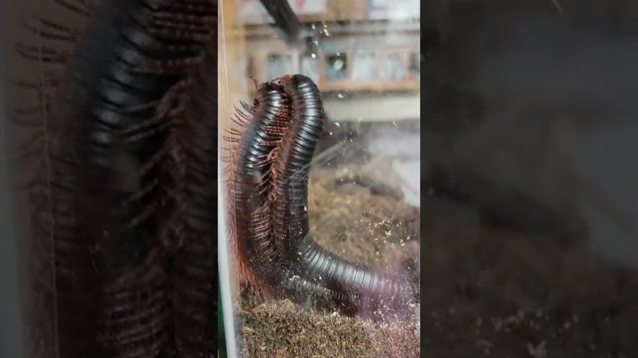 African giant millipede mating