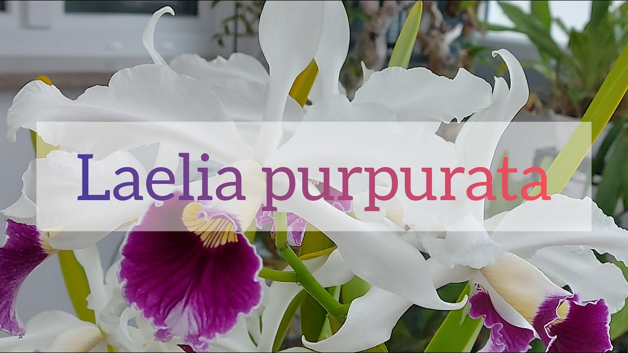 Laelia purpurata coltivazione e cura in casa e in veranda