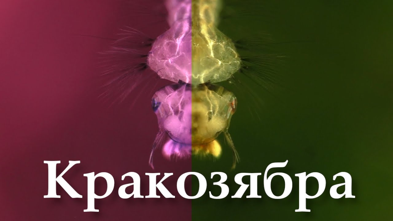 Кто завелся в аквариуме или идентификация кракозябры: черви, планарии, гидры, стрекозы и пр. упыри
