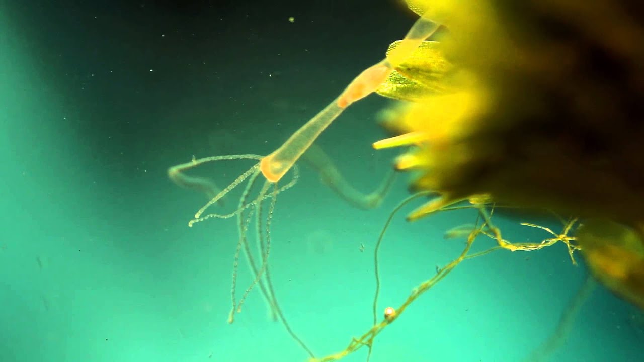 life in a bowl -  documentary about hydra, daphnia, copepods