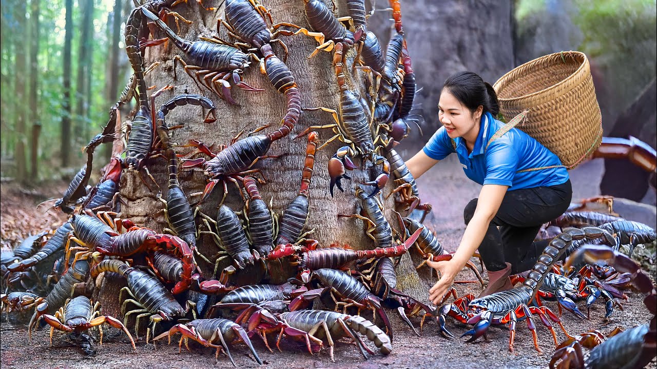 Harvesting Dragon Scorpion & Goes Go to Market Sell | The most poisonous scorpion in the world