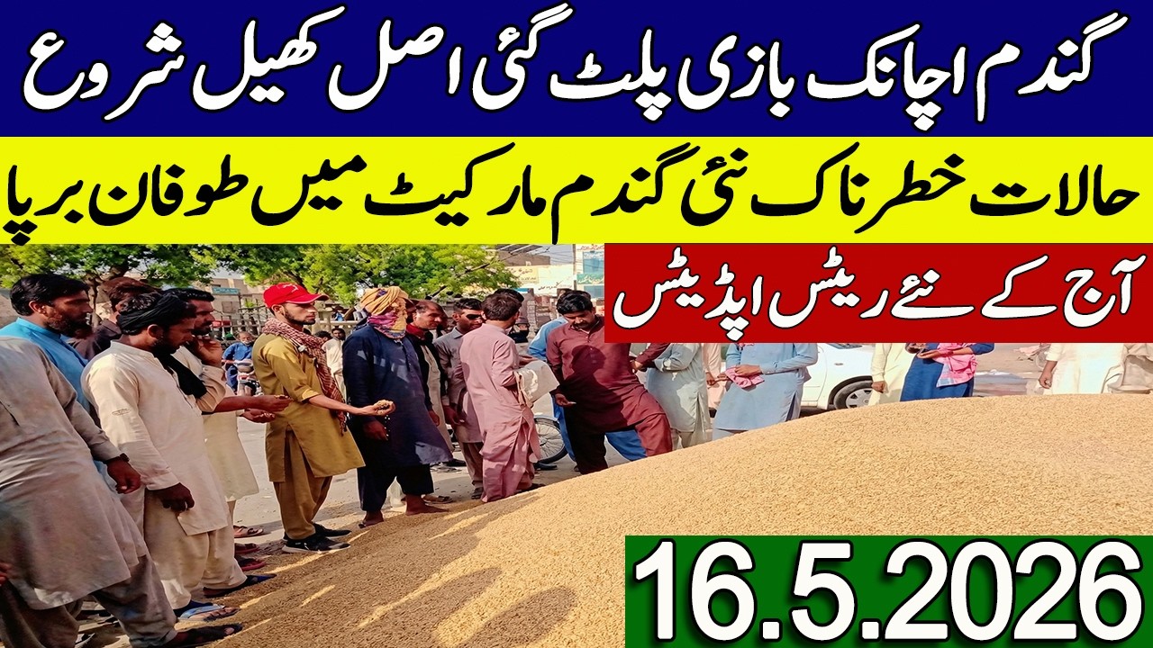 New Gandum Rates Today || Wheat Price Today 2026 || Gundam kay Rates Today 2026