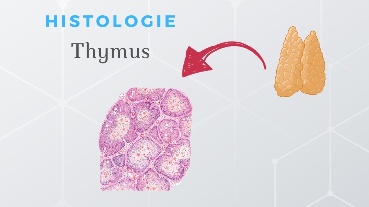 Immunologie - Histologie du Thymus