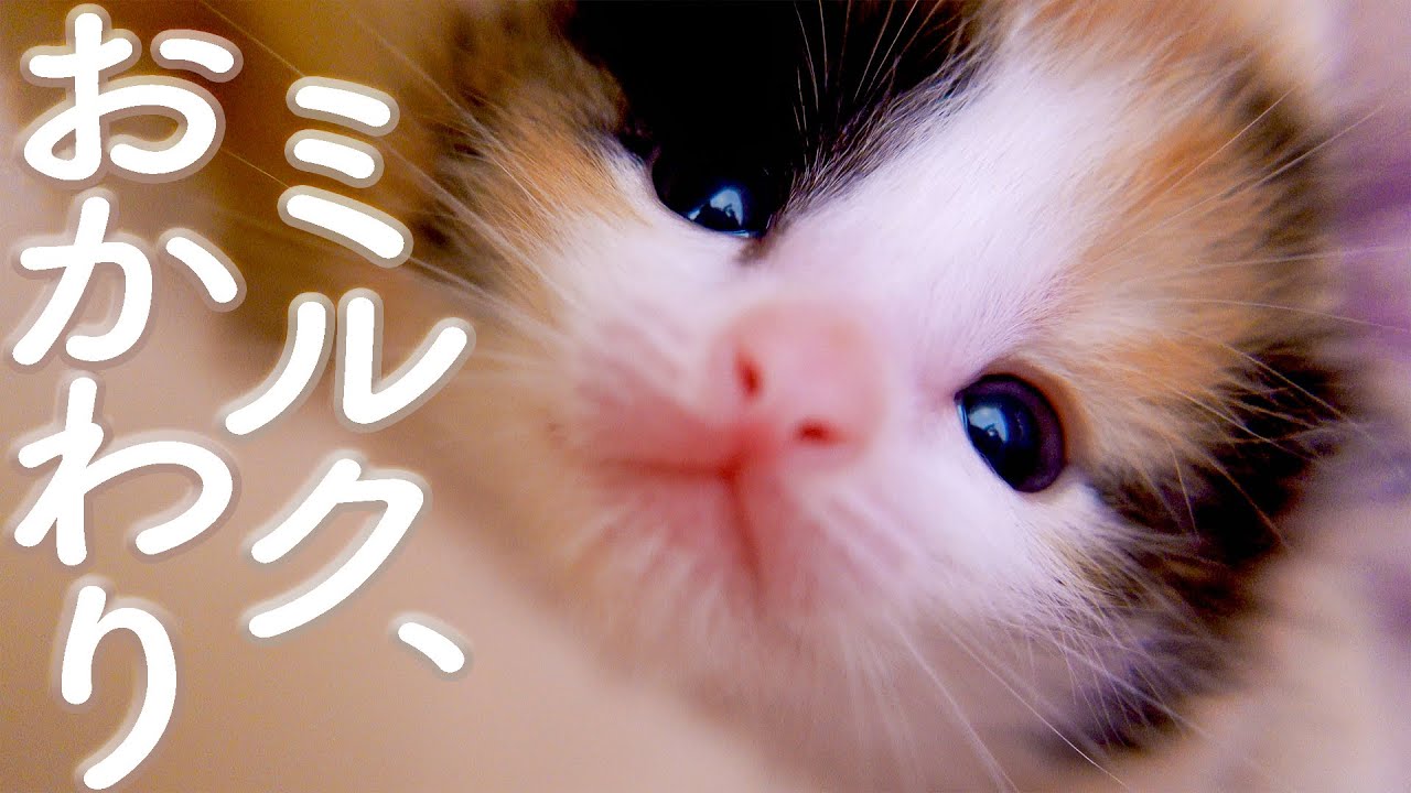【22日目】おかわりミルクもたっぷりと【おまめ日記】保護猫ミルクボランティア
