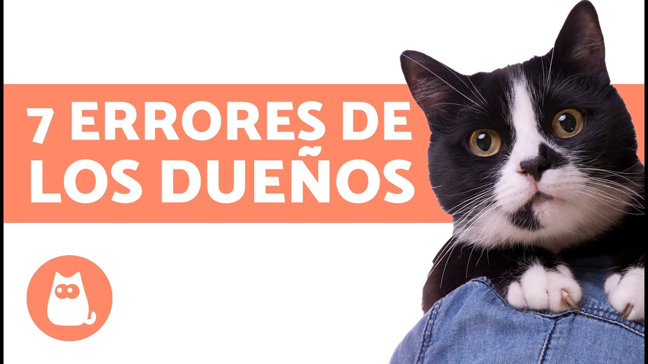 7 errores que cometen los dueños de gatos