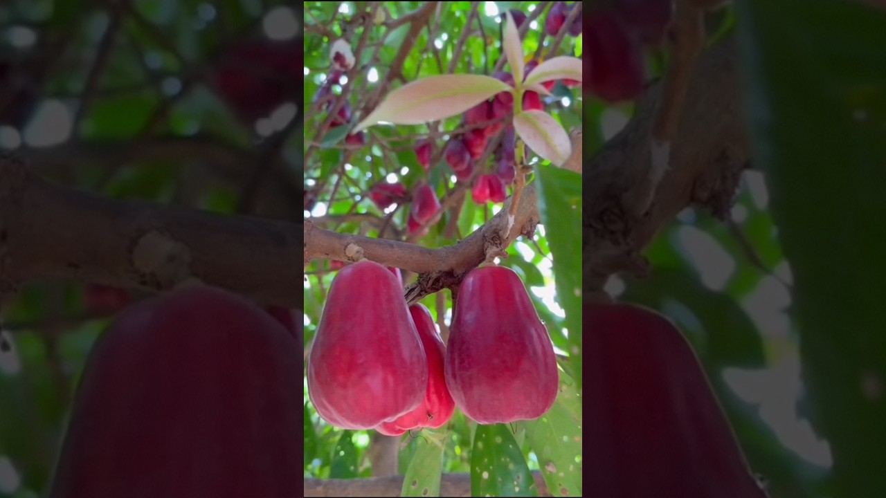 Jambu Bol: Si Manis Tropis yang Kaya Khasiat #shorts1046 #jofasttv1145