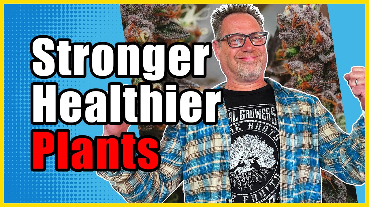 Профессиональные гроверы используют ЭТО для укрепления корневой системы и выращивания более здоро...