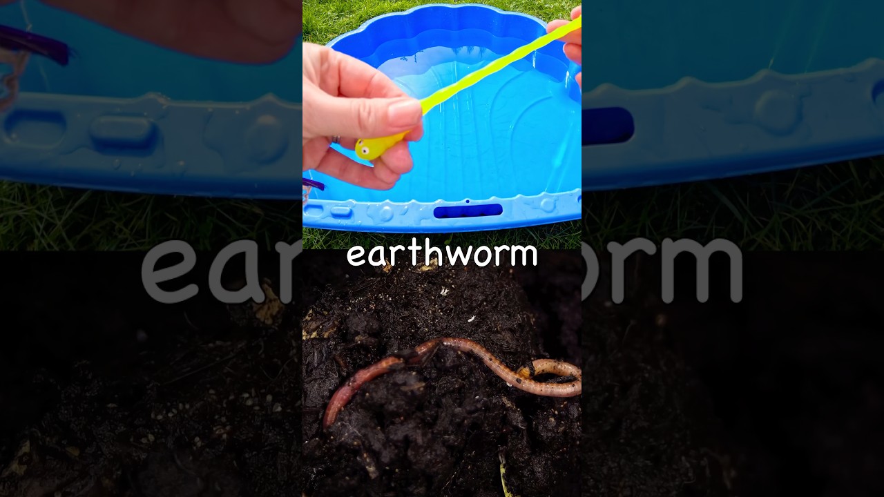 Poznaj nazwy owad&oacute;w dla dzieci: Dżdżownica Chrząszcz Pszczoła Biedronka Prosionek