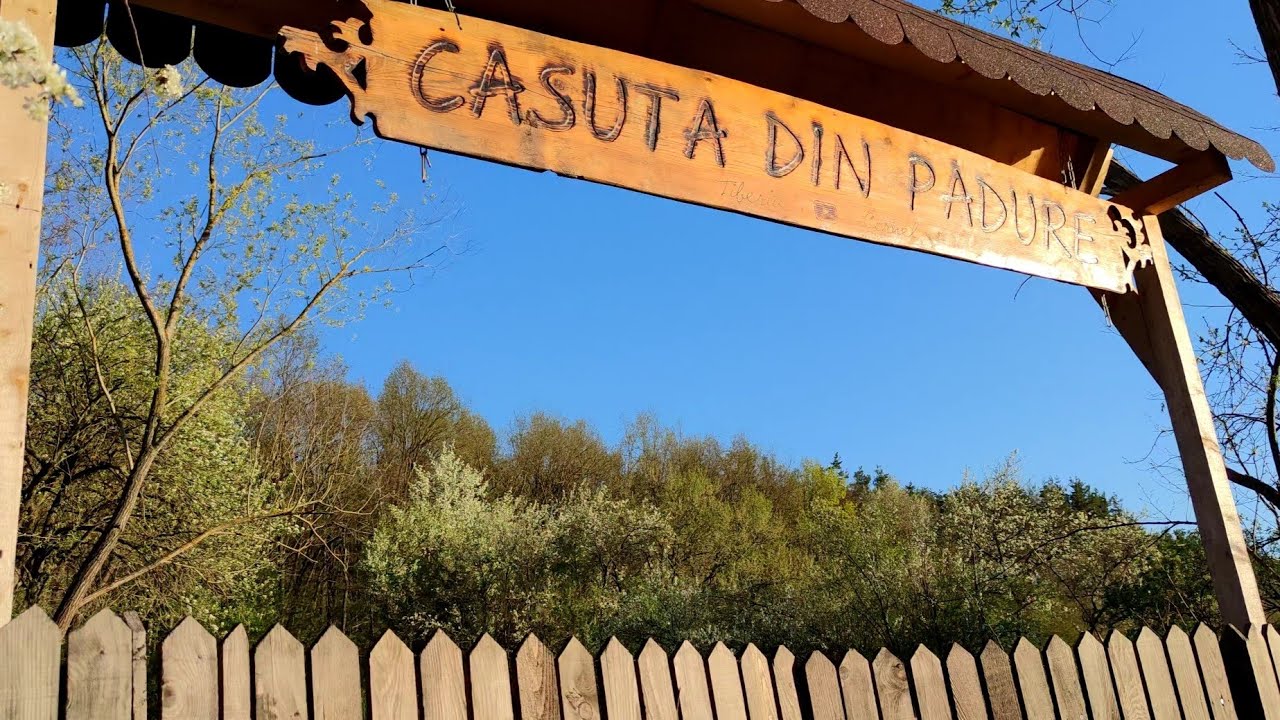 AM ELUCIDAT MISTERUL DISPARIȚIEI ALBINELOR DIN STUPUL DE LA CĂSUȚA DIN PĂDURE