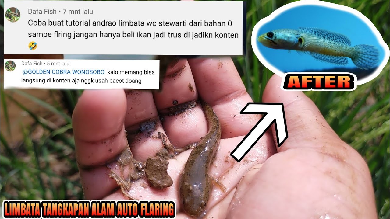 cara menaikan mental limbata wc real nangkap di sawah