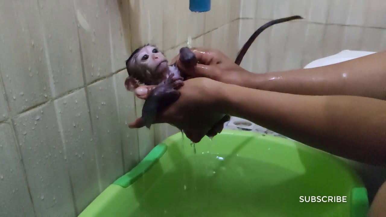 Cute Monkey baby MoMo Rio take bath and mom teach him to swim