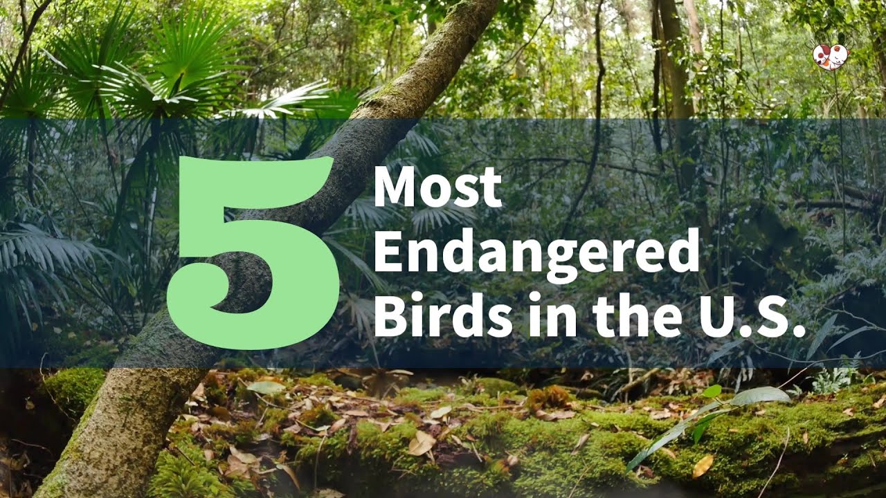 Top 5 Endangered Birds in the US - Cuddly Pals