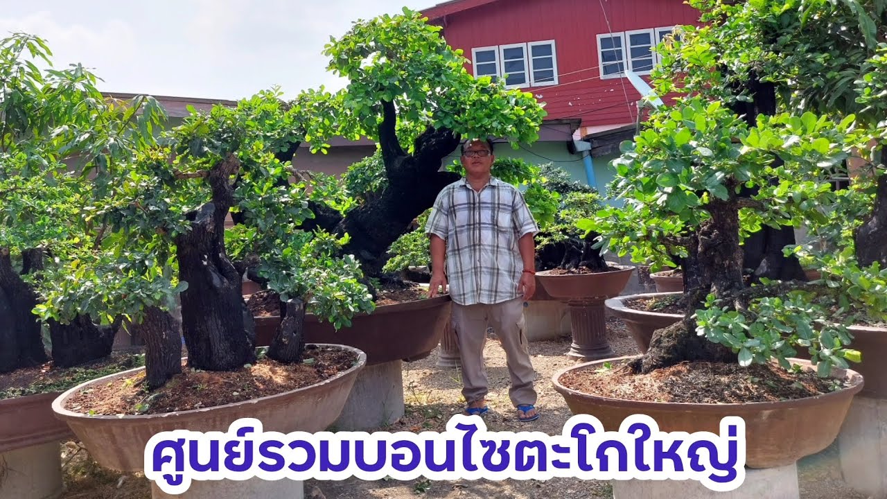 ศูนย์รวมบอนไซตะโกใหญ่ๆ เขาแร้ง ราชบุรี