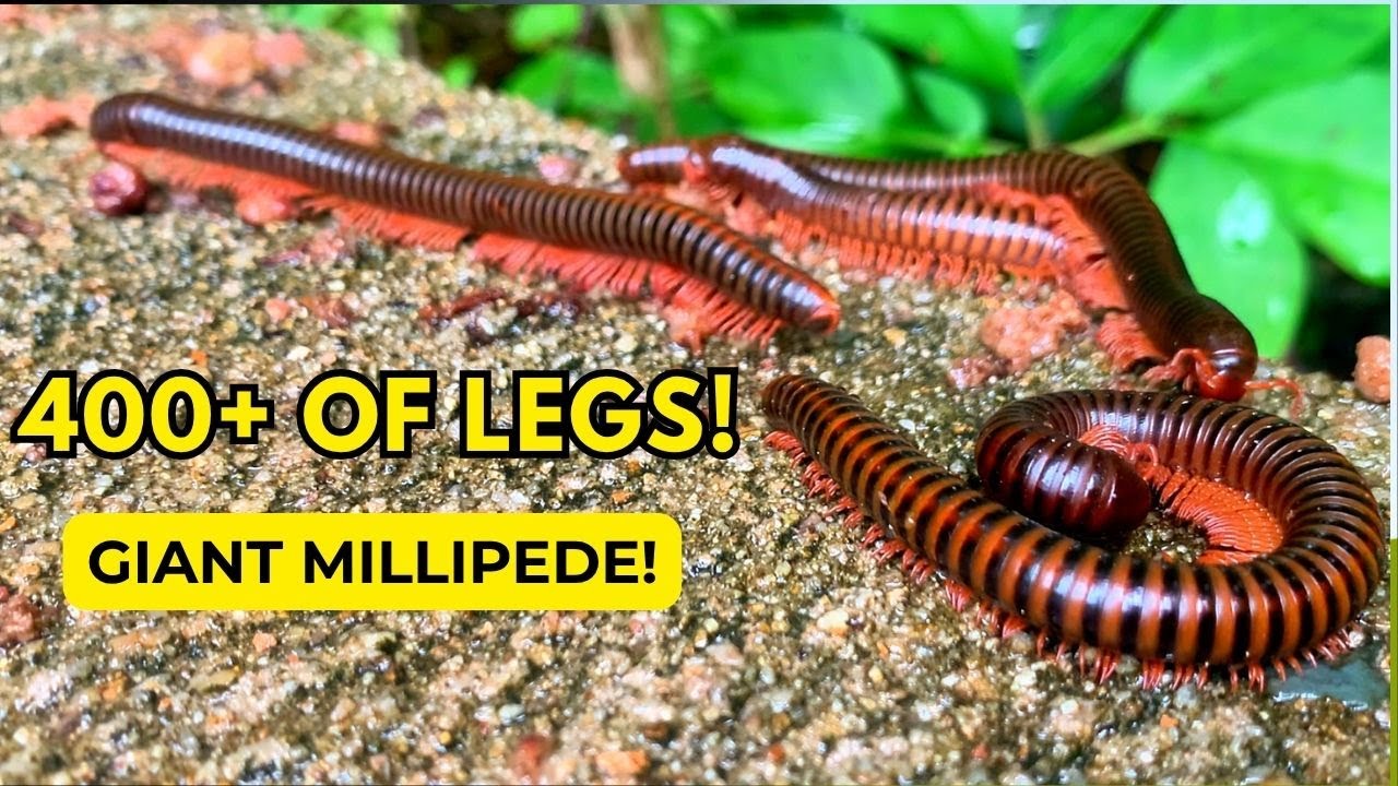 Unbelievable Giant Millipede Swarm &ndash; Thousands of Legs Crawling in Perfect Sync