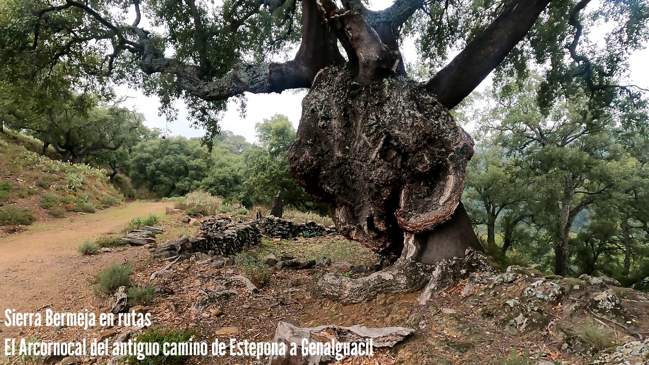 Sierra Bermeja en rutas. El Alcornocal del antiguo camino de Estepona a Genalguacil (calidad 4K)
