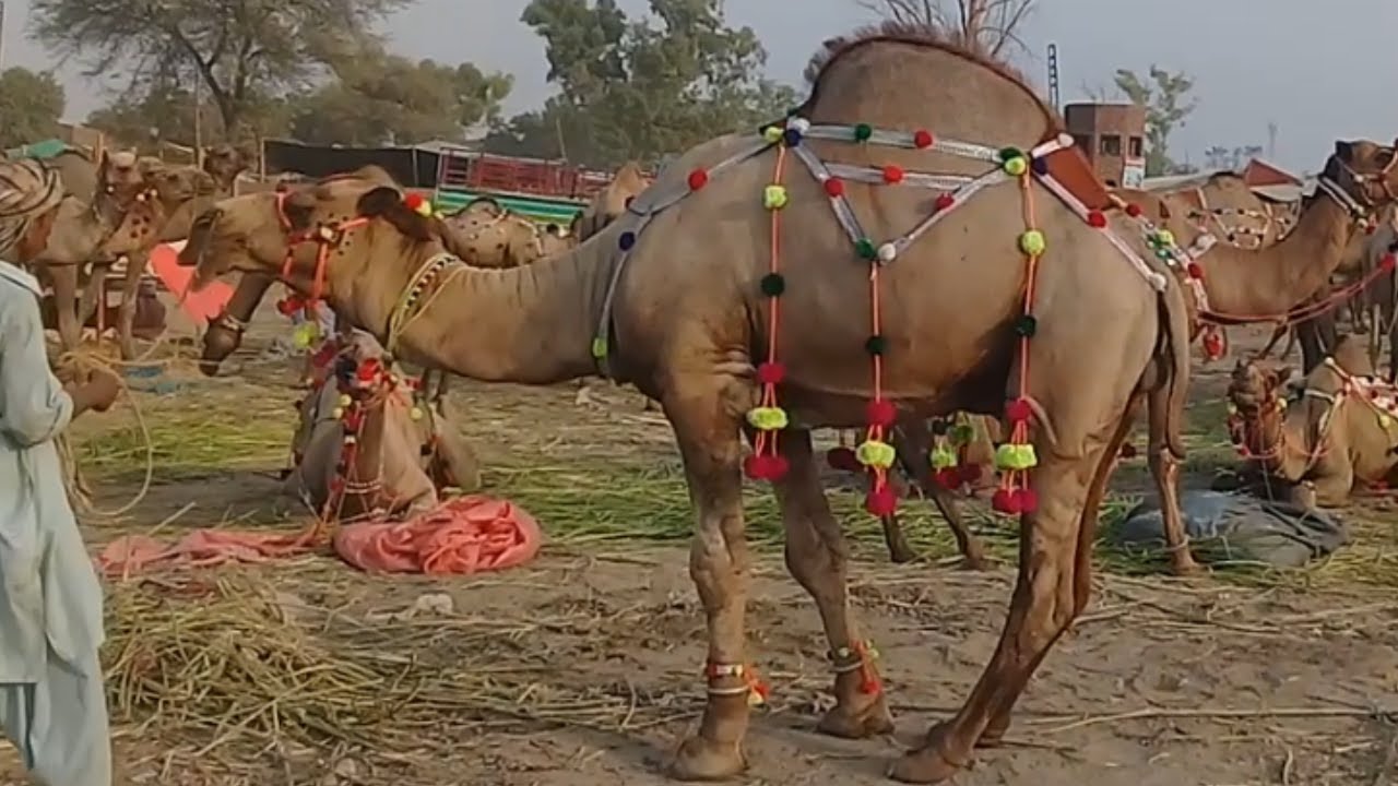 Camel Mandi Rates For Qurbani 2021 @Animal Hub