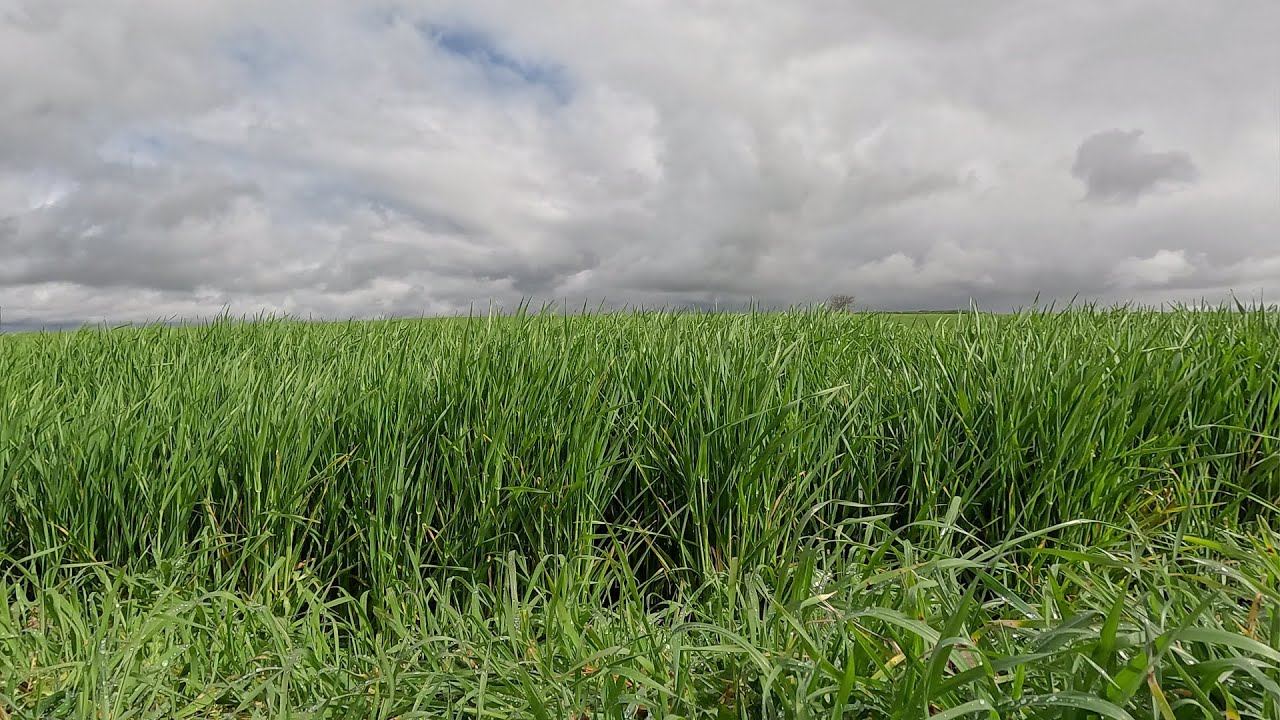CHILLING IN THE MEADOW / WHITE NOISE, NATURE SOUNDS, SOFT WIND SOUNDS, CALMING MEADOW LANDSCAPE