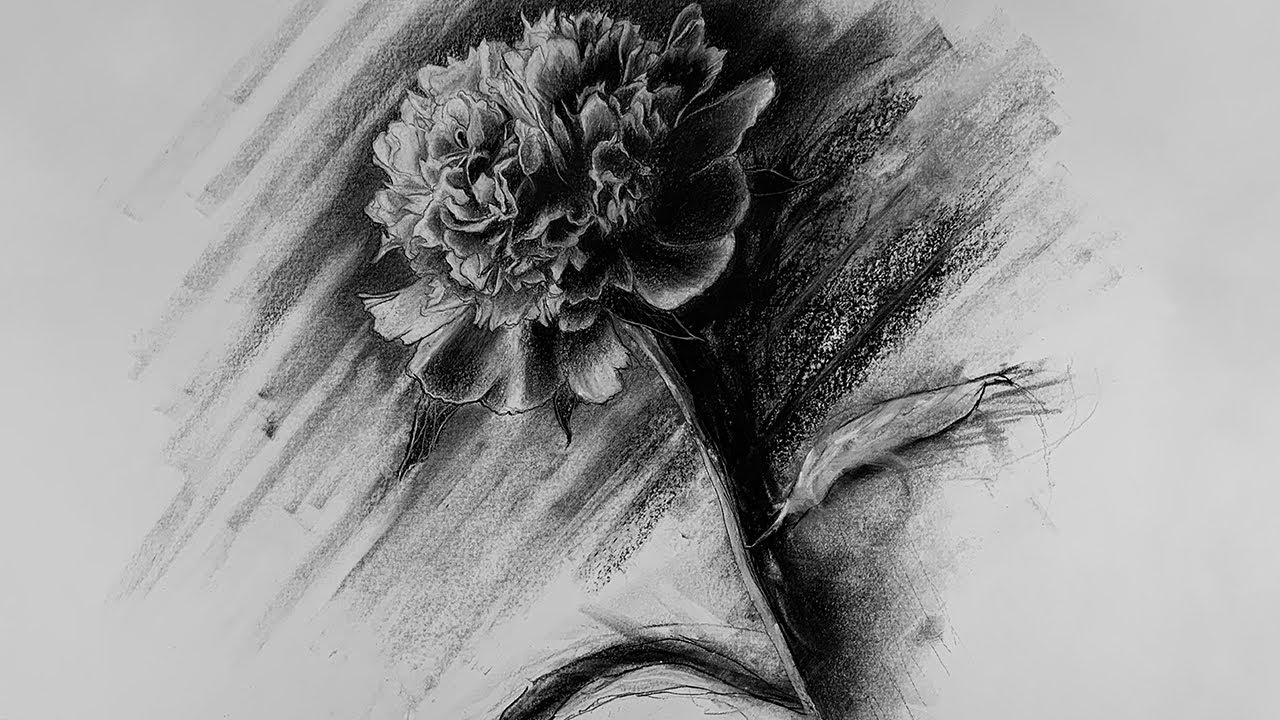 Carnation flower | Charcoal Drawing | p3vstudio