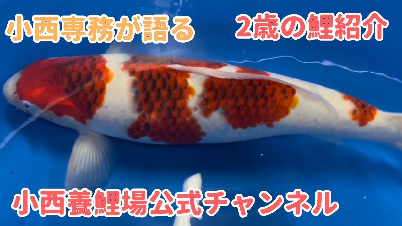 【小西養鯉場公式】去年池上げした2歳の鯉紹介！