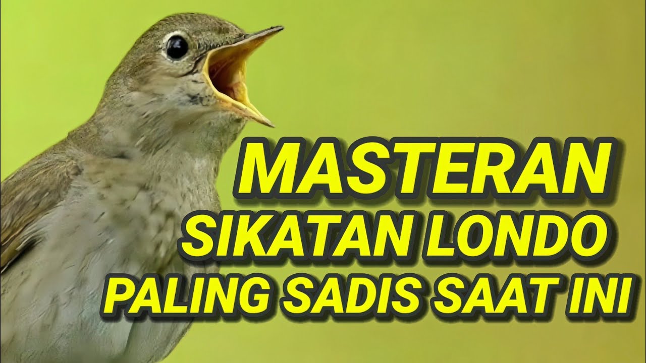 🎬 Masteran Sikatan Londo Paling Sadis Saat Ini | Suara Terbaik Sepanjang Masa ✅ #sikatanlondo 