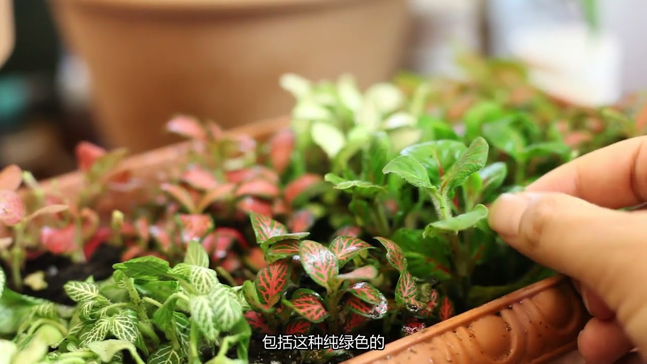 网纹草怎么养？园艺师教你，这可能是关于网纹草最全面的教程了