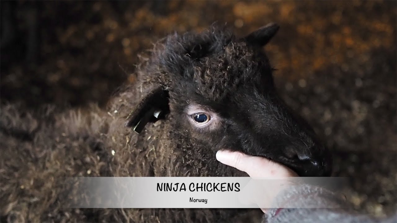 Norway - Special Episode of Ninja Chickens