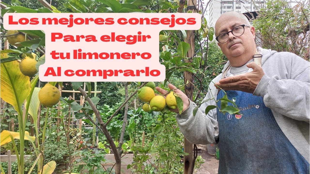 Los mejores consejos para elegir tu limonero al comprarlo