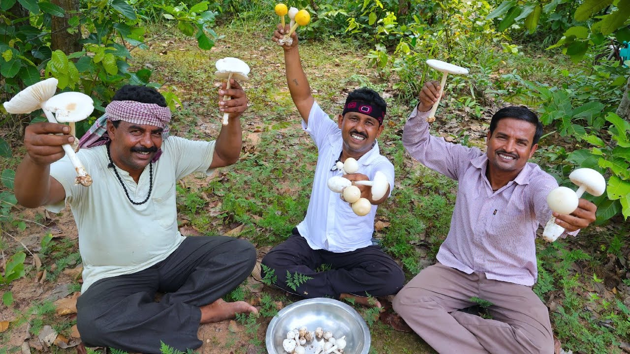 জঙ্গলের প্রাকৃতিক শাল ছাতু কুড়িয়ে রান্না করে খাওয়া | Jangal organic Shal Mushroom collect and cook