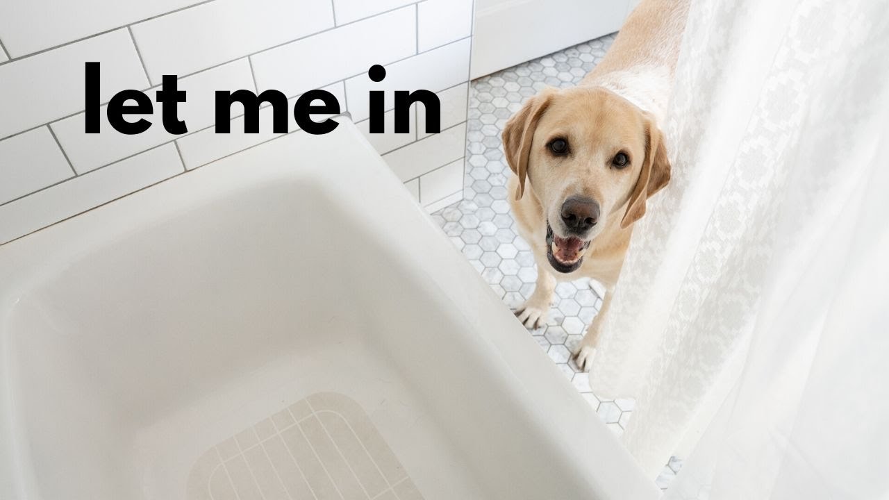 My dog follows me EVERYWHERE! | Labrador & German Shorthaired Pointer