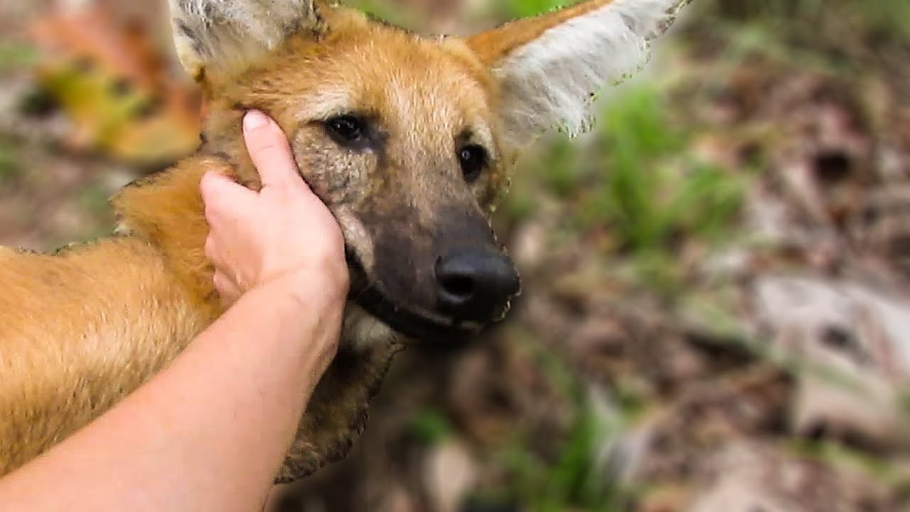 Feeding the rescued Maned Wolves (Chrysocyon brachyurus)