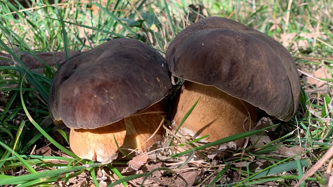 B. EDULIS, AEREUS, PINOPHILUS, A. CAESAREA (2019)