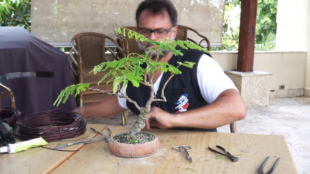 Repoteo de Mini Flamboyan