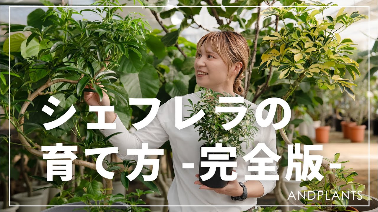 【品種で変わる】シェフレラの育て方｜葉が落ちる本当の原因と対処法