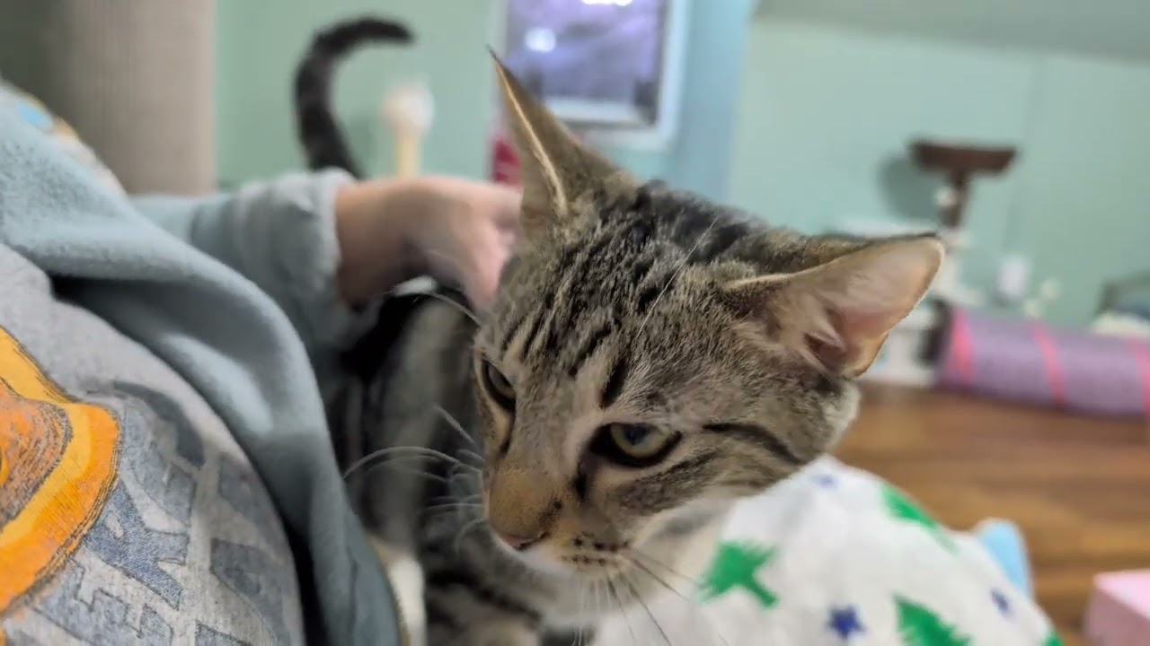 Nightcaps: Whiskey has a purrrrrr