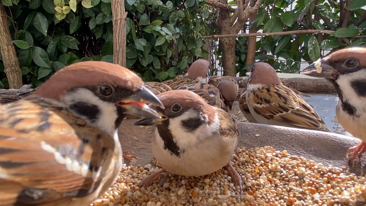 2026.2.6. 編集、解説なしの動画🐤