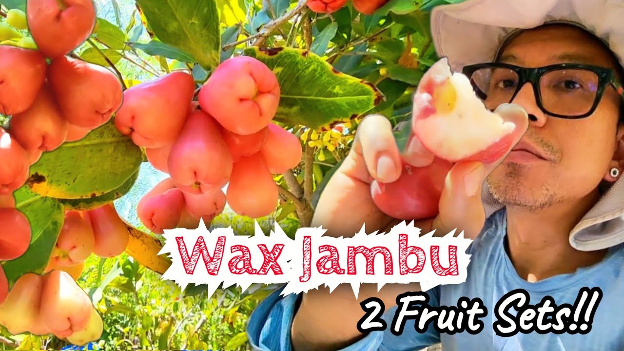 Wax Jambu: Wow 2 Fruit Sets!!