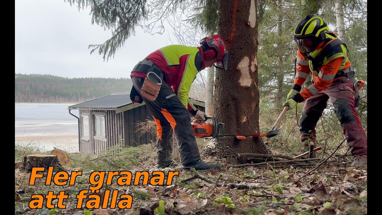 Fler granar i backen