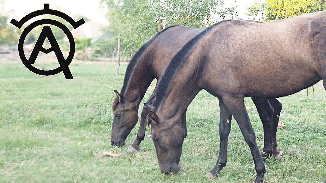 RANCHO 3 ALFREDOS 🐴 CRIADERO DE CABALLOS ESPAÑOLES