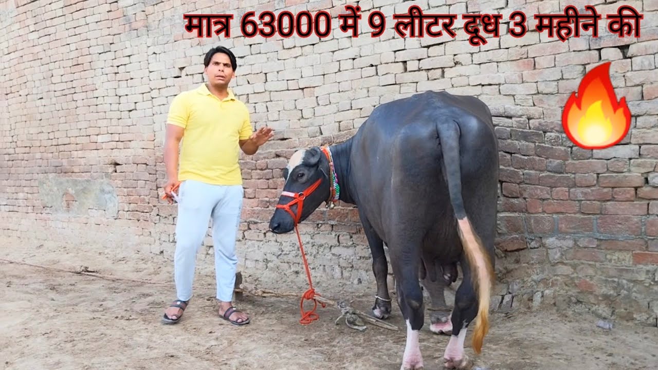 नीली रवि 3 महीने की  गाभिन9 लीटर दूध बच्चा नीचे 63000 में#viralvideo #buffalodairy #trending