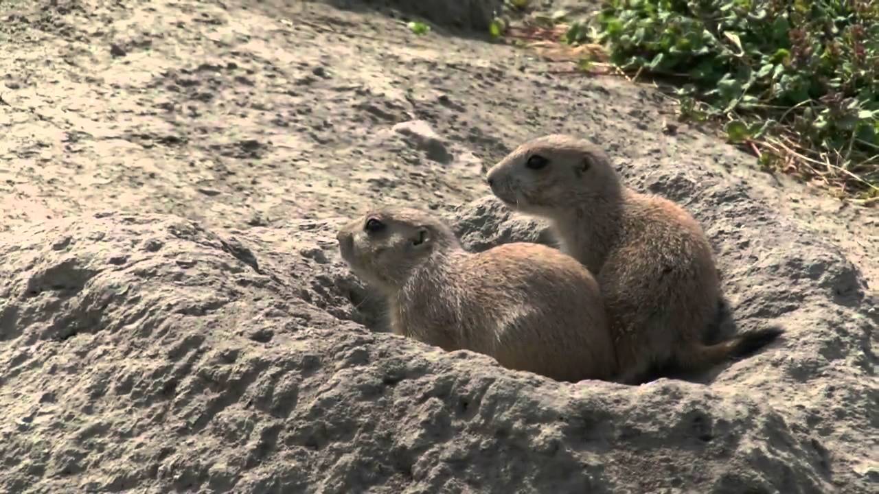 Blijdorp: Jonge Prairiehondjes