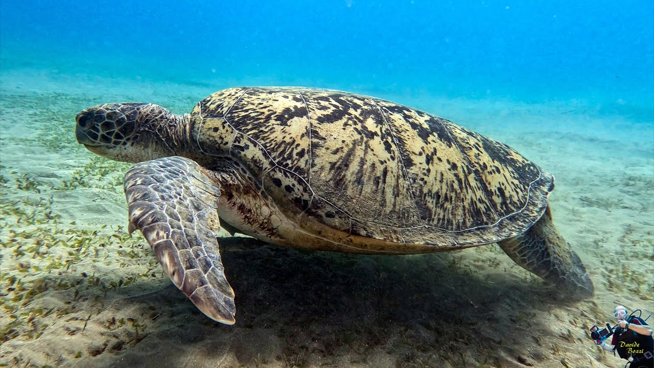 Marsa Alam 2025. Marsa Abu Dabbab. Dive site a House Reef Sud. (20 Maggio 2025).  (4K).