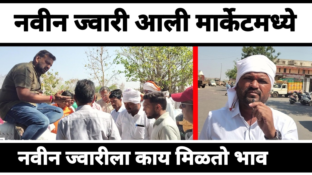 नवीन ज्वारी आली मार्केटमध्ये || नवीन ज्वारी ल काय मिळतो भाव || Peek Pani