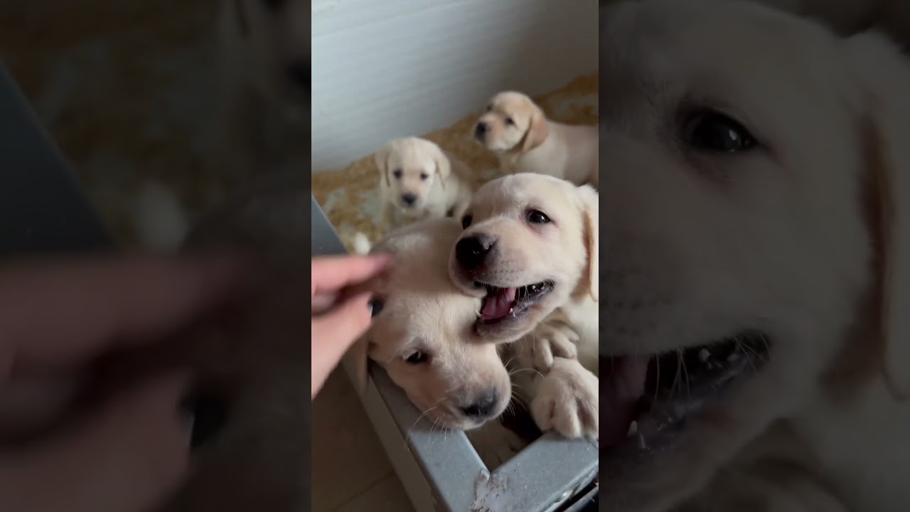 Un buongiorno cos&igrave; &egrave; speciale 🥰 #cuccioli #labrador