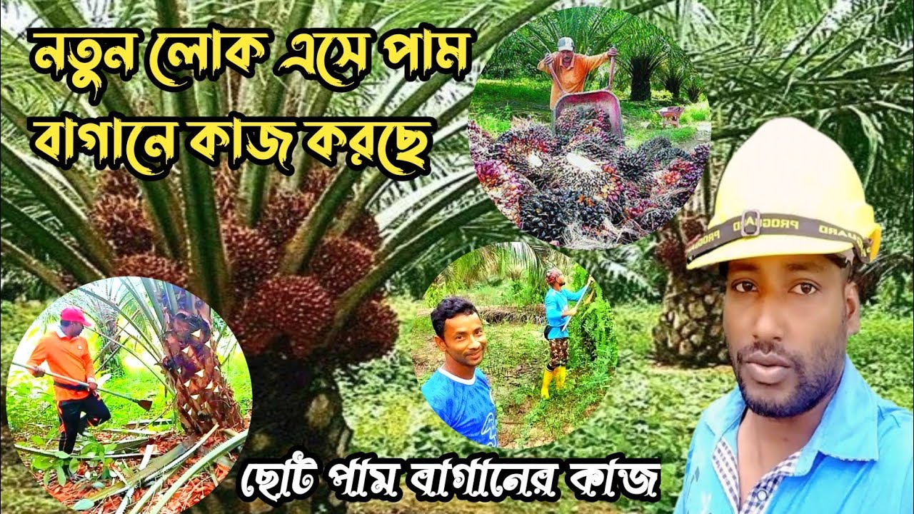 Malaysia Palm Bagan | আজ আসলাম ছোট পাম বাগানে ফল কাটছে দেখানোর জন্য | প্রবাস তথ্য মালয়েশিয়া