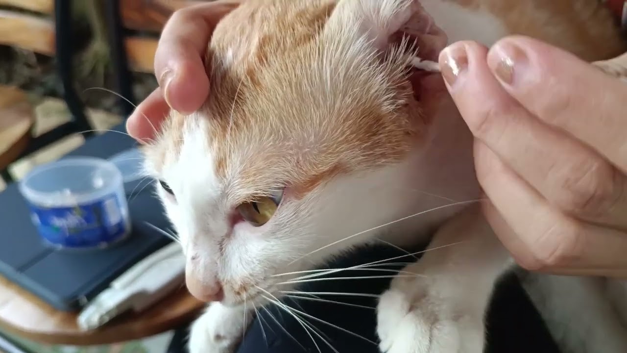 Compilation of Ear Cleaning for our Cats | 20 minutes video Meow Family