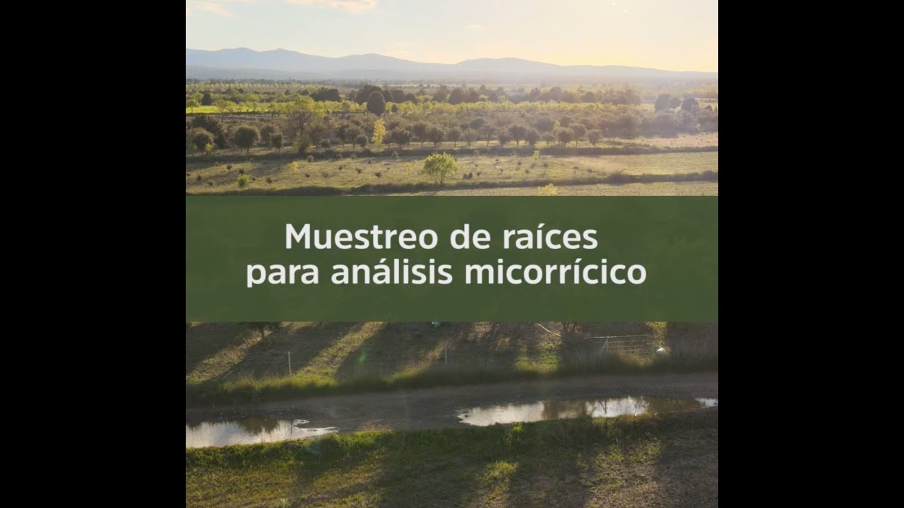 Muestreo de plantaciones para análisis micorrícico