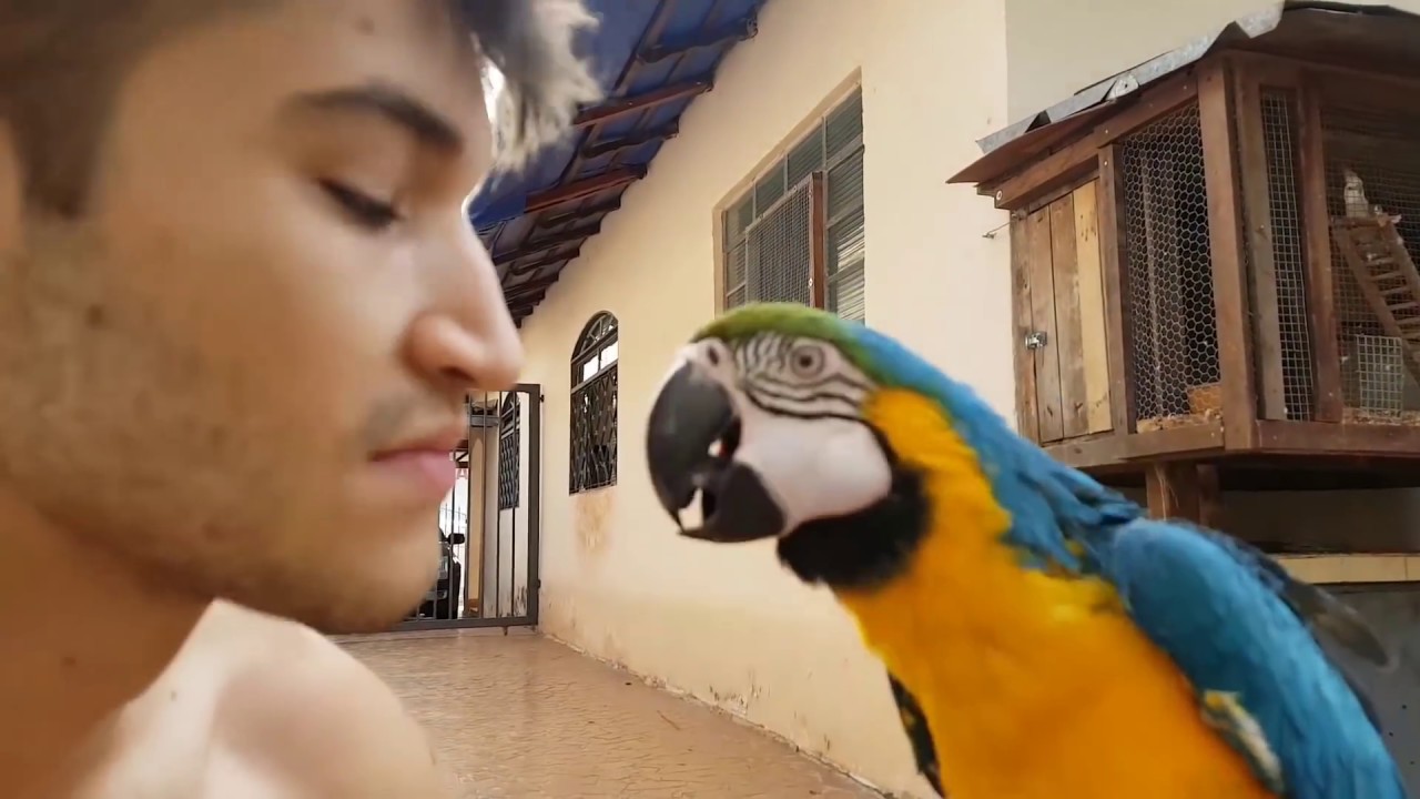 ainda sobre outro dia no quintal - Pets Na Net