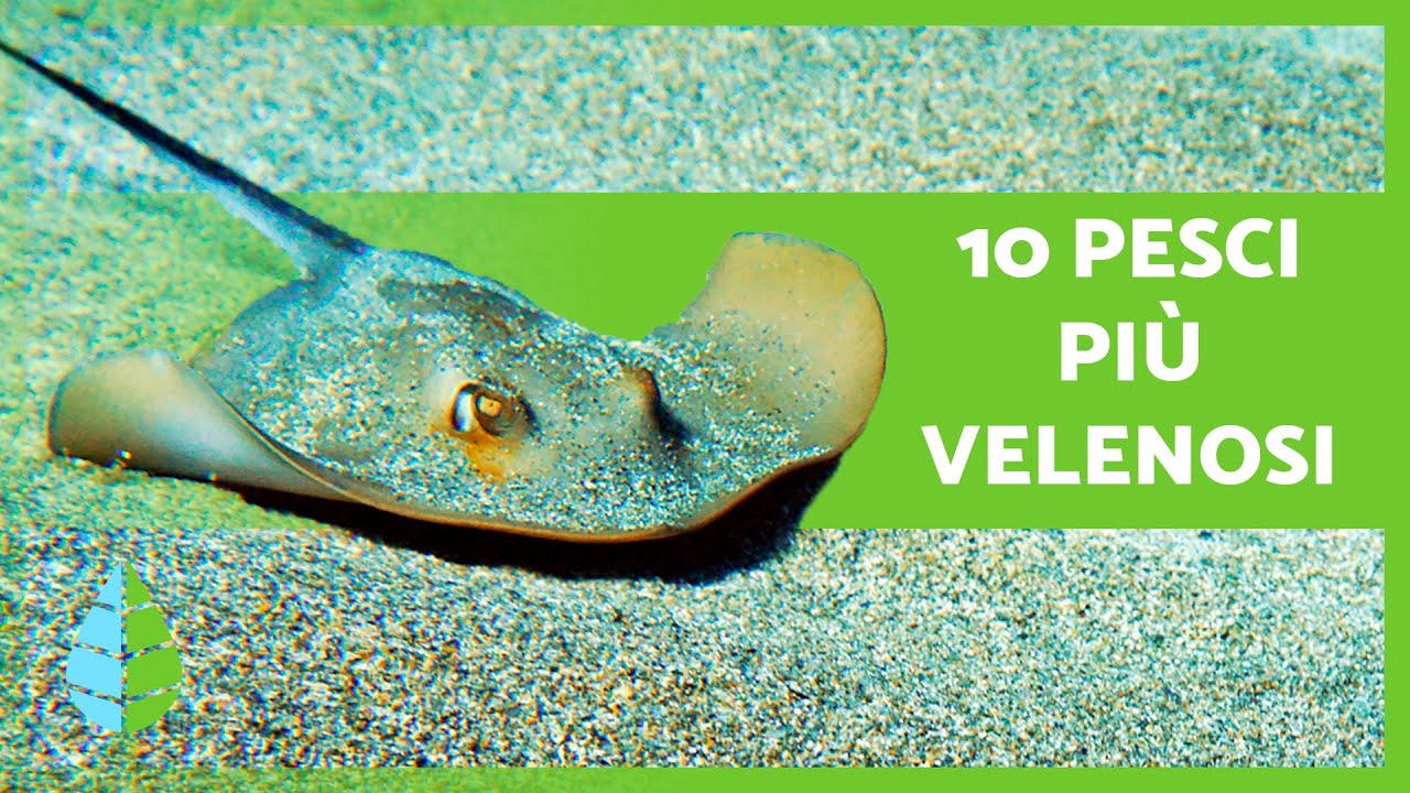 Top 10 PESCI più VELENOSI del MONDO 🐠⚠️ Mai TOCCARLI! 🚫