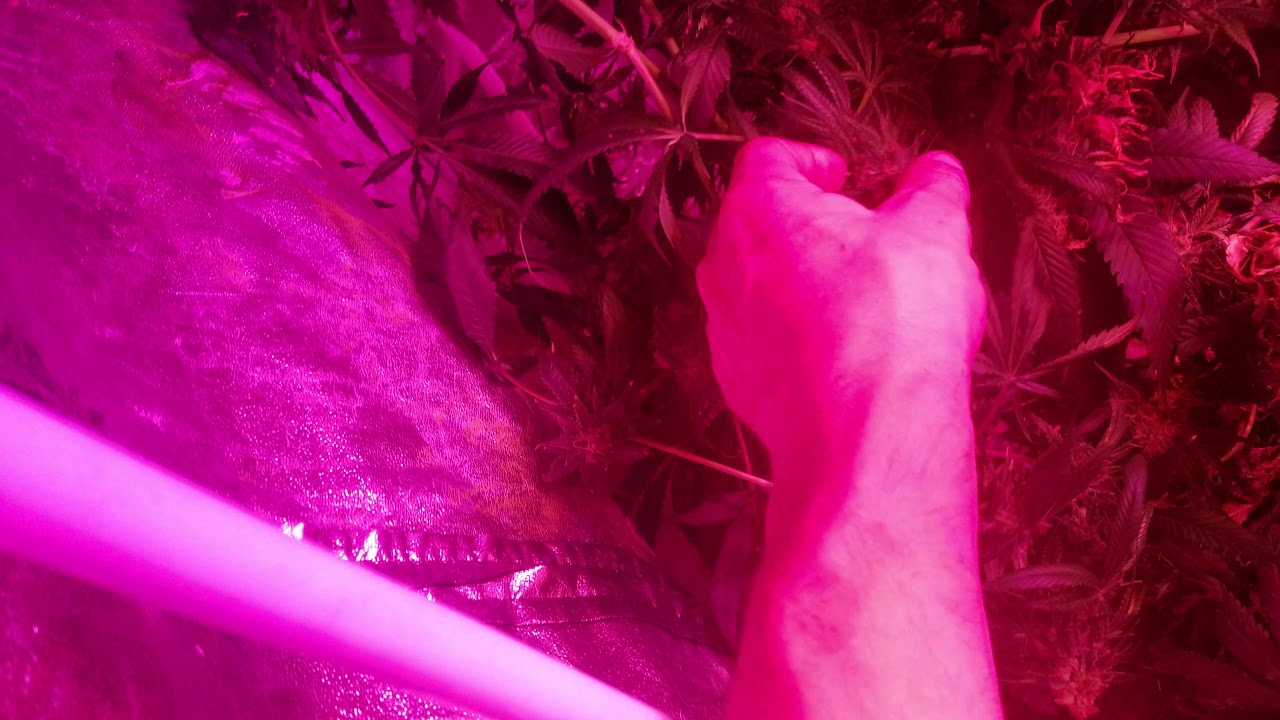 BIG BUDS WEEK  8 RAINBOW JONES HAZE GHOST TRAIN HAZE #1